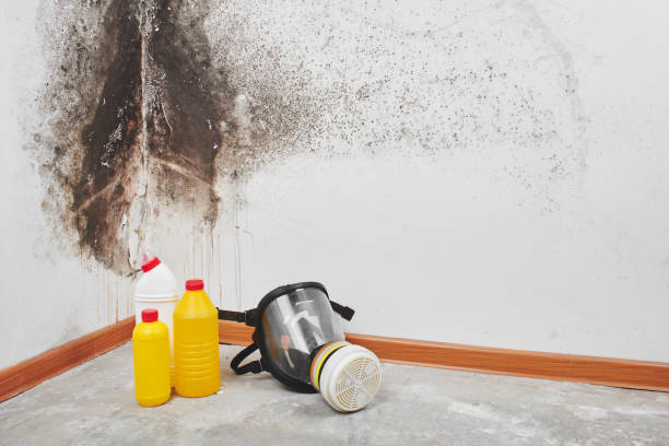 Best Black Mold Remediation in Placerville, CA