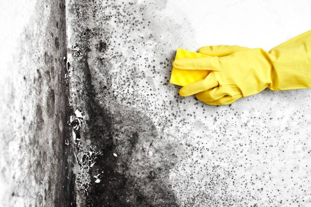 Best Residential Mold Remediation in Placerville, CA