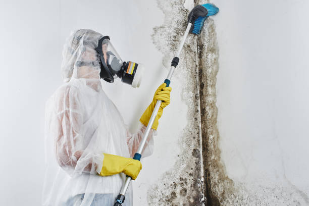 Best Post-Flood Mold Remediation in Placerville, CA