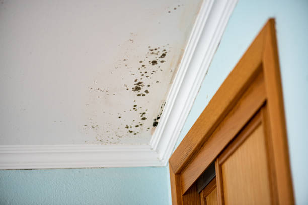 Best Attic Mold Remediation in Placerville, CA