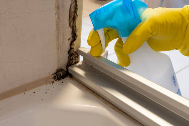 Best Health and Safety Mold Remediation in Placerville, CA