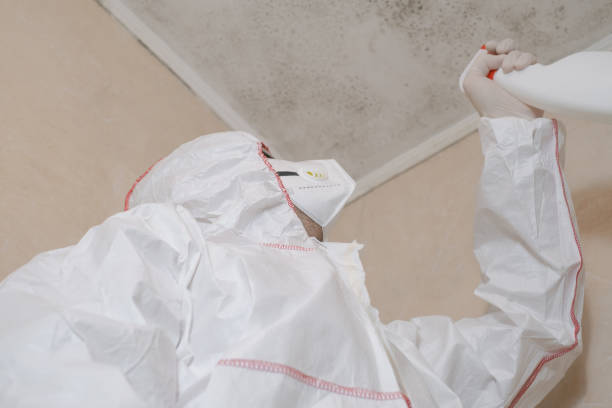 Best DIY Mold Remediation Support Services in Placerville, CA