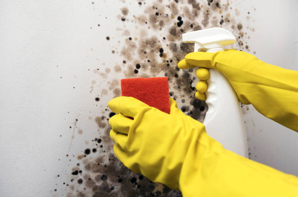 Best Industrial Mold Remediation in Placerville, CA